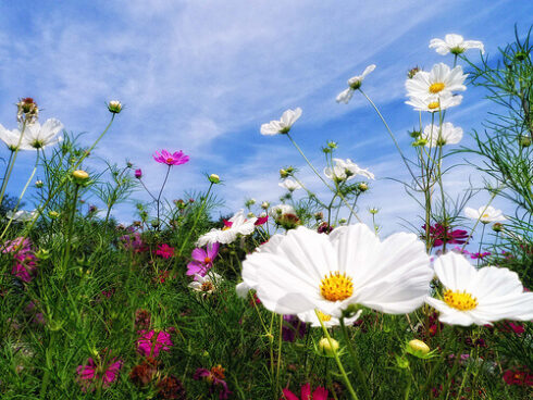 sommarbild-bloggen11
