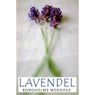 Lavendel
