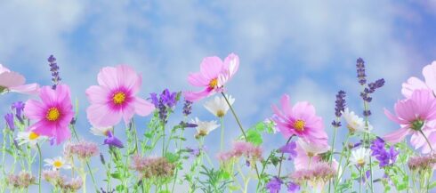 wild-flowers-571940__340