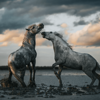 Malin Wengdahl - Equine by Wengdahl