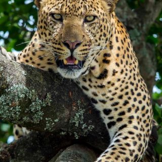 20151101 afrika_massai mara15118